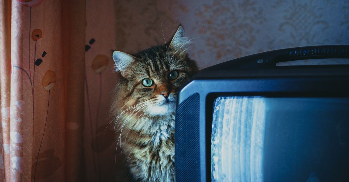 Chat allongé près d’une télévision ancienne dans un salon chaleureux et confortable